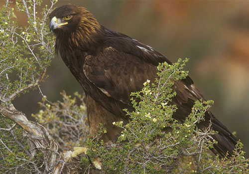 Americký orel  - proslulý Golden Eagle
